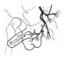 Representación esquemática de las ramas arteriales