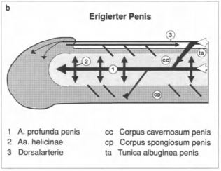 Pene erecto